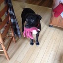 FRED MANCUSO - @FREDMANCUSO1 - Twitter