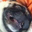 kari jay - @trollingpug - Twitter