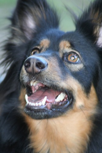 PawfectManners1's profile picture. Ours is a hands-off approach to cat and dog training. Using positive training methods, like clicker training, we will teach you how to teach your pets.