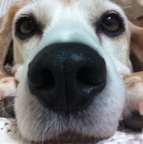 3taremimi's profile picture. I 🐶チャーリー 15歳🌈 I 🐶ブラウン 15歳🌈 I 🐶スパイク 17歳🌈 I 🐶アンディ 2022年6月に仲間入り🌱 I ワンコ大好き l #beagle l 神奈川から福岡に転居l Duolingo挑戦中 l ナウル検定準4級 I 無言フォロー失礼します