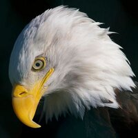 Hancock Wildlife (@hwildlife) 's Twitter Profile