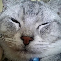 きまぐれ＠ Face (@nsinobi) Twitter profile photo