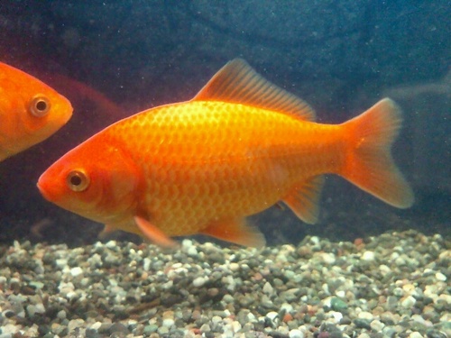 nagatsueeso's profile picture. 聴覚障害者です。
写真と旅行が好きで、旅先で風景や、水族館・動物園や植物園を撮りまくっています。
最近はフィルムカメラに再び傾倒中・・・