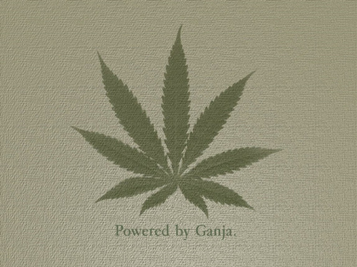 Brando988's profile picture. 