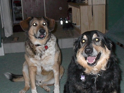 buddyandrandy's profile picture. I an Buddy a 9 year old and this was my best pal  Randy a 16 year old who passed last year. Both of us were rescue dogs.