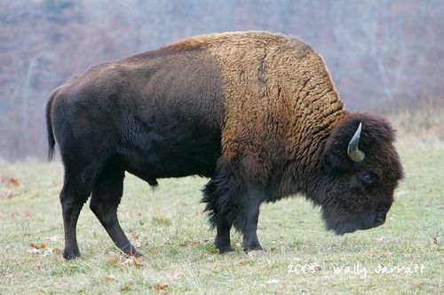 haroldval's profile picture. Retired teacher.  Track and Field enthusiast.  Home town Jackson, MS living in Searcy, AR.  Christian.