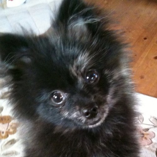 kuropomelevin's profile picture. ライブに興味ありますか？