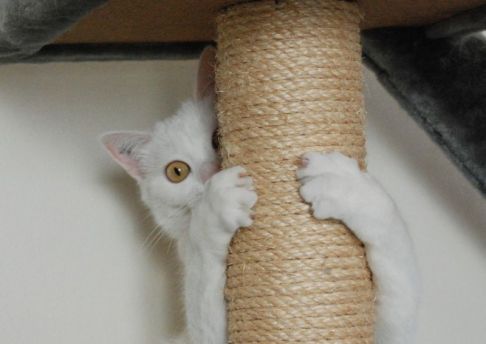 phoenixlv0108's profile picture. Software development manager. AI, ML, logic digger. Cat lover. Amazing Skater