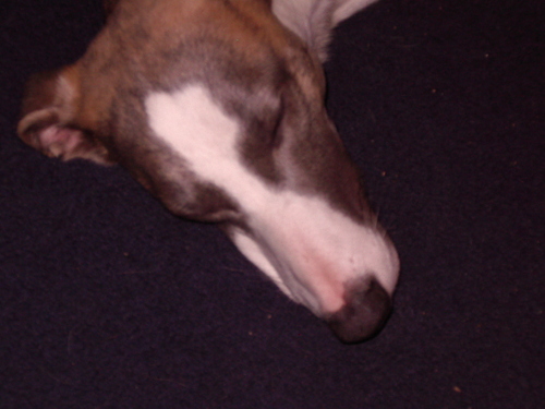 The one and only ZPW (zippypippywhippet), not just a pretty face but prolific bunny hunter