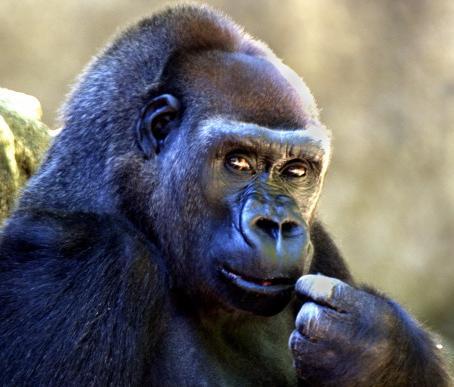 jsGo86's profile picture. 개 같은 개발자