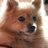 aya_harp's profile image