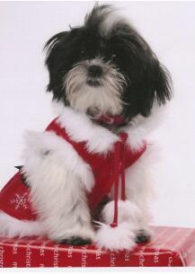 I'm Daphne Benson, I'm @AshBenzo's doggy! Follow me and my mommy!