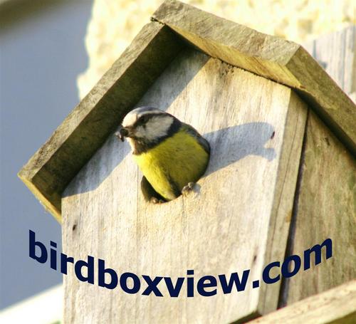 Keith & Rachel have always loved watching wildbirds. Made our first webcam birdbox in 2010, shared with friends and began selling them on the internet in 2011.