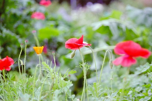 K_Rbg's profile picture. ord & jord