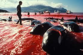 kill sea shepherd, racist fags