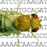 FlyBase (@flybasedotorg) 's Twitter Profile Photo FlyBase (@flybasedotorg) 's Twitter Profile Photo