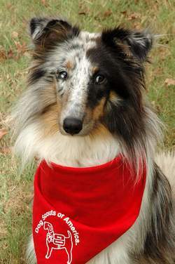 Hello, I am a blue merle sheltie. Was rescued from a puppy mill. I am a dog scout and have 7 badges and working on more.