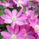 Sonja Wills - @smariewills - Twitter