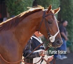 California bred Red: Kentucky Derby Contender; Closer; Route of Ground runner; Dorf trained; hand grazed.