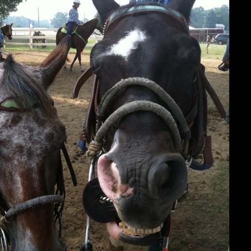 bvrmom's profile picture. 