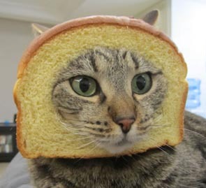 CatBreaders's profile picture. The Official http://t.co/TGJxoeTGPP Twitter! Share your pics and we'll make your feline famous!