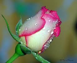 MollyRo42660505's profile picture. 