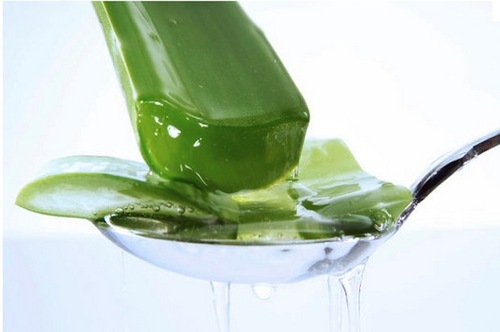 themagicofaloe's profile picture. Aloe Vera -
Let Medicine Be Your Food And Food Be Your Medicine