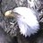 Thylacine22's profile image