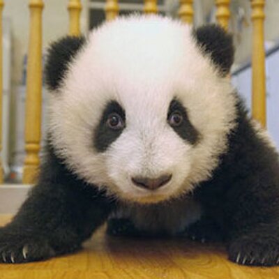 pandafan's profile image