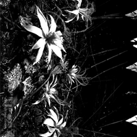 Akaelus (@akaelus) 's Twitter Profile