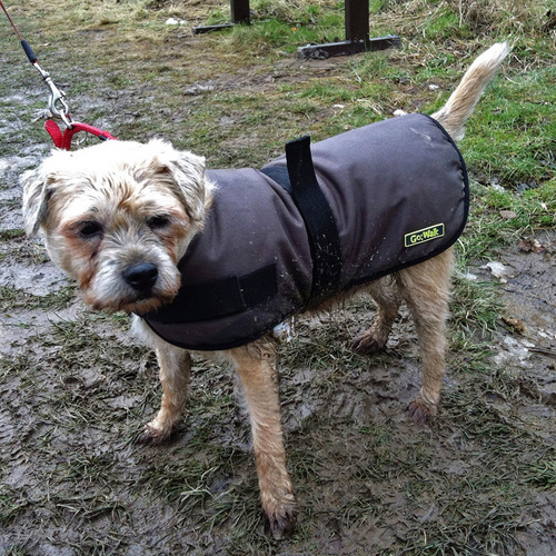 BrodieSJ's profile picture. BT born in 2002. I like treats, playin wiv anipals an watchin squirrels in da garden - and treats. Don't like cats in mi garden or not gettin enuff treats!