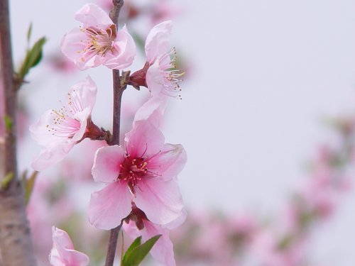 GeluCazac's profile picture. 