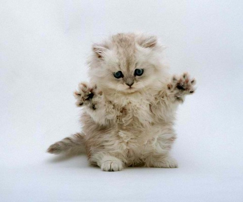 DawnIncarnato's profile picture. 