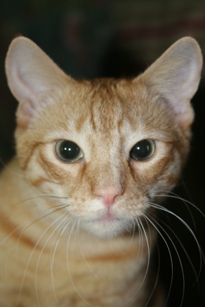 JinxIsACat's profile picture. Lilacs, False blue, White, Purple, Color of lilac, Your great puffs of flowers Are everywhere in this my New England.   Amy Lowell