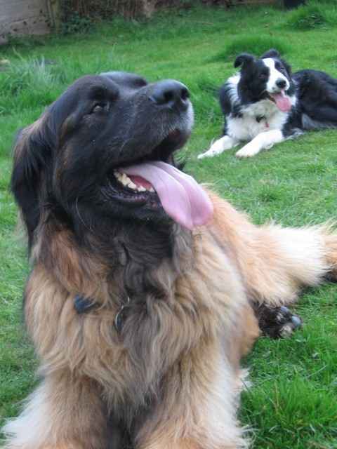 R+ Trainer who adores clicker training and Collies.
http://t.co/qFunywXv