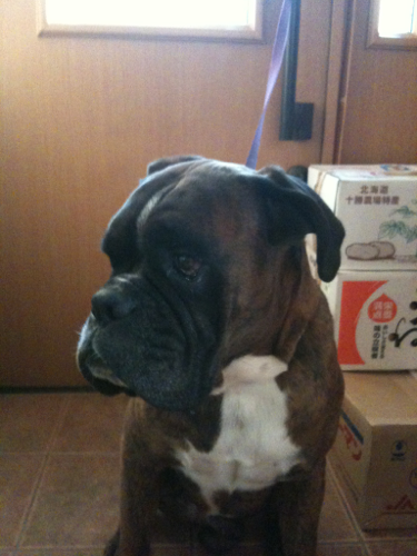 おはようごじゃます