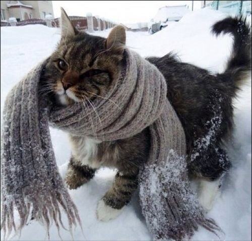 Eranthis_'s profile picture. 