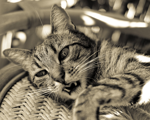 abraxas_son's profile picture. 