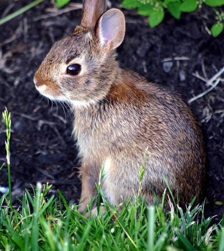 Wildlife re-habber; rabbits/chipmunks Photographer/Writer Link Newspaper & http://t.co/qE23okQxZh., sea glass jewelry artist and designer, actress and mom