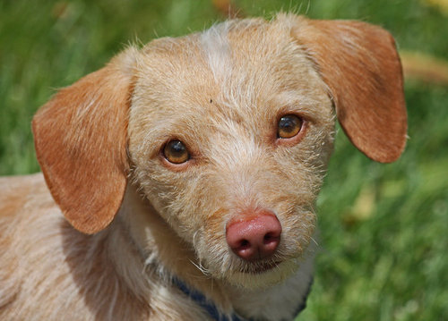 amcofsb's profile picture. Animal Medical Center of Santa Barbara, formerly ABC Veterinary.  New name, new doctor/owner, new staff.