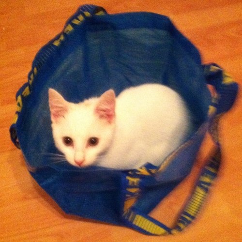 Shaun • A proper woker!