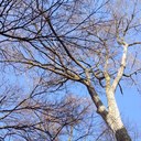 Mark Graves - @TorontoArborist - Twitter