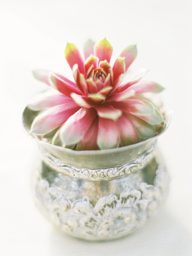 OregonSucculent's profile picture. 