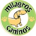 Milagros Caninos (@milagroscaninos) Twitter profile photo