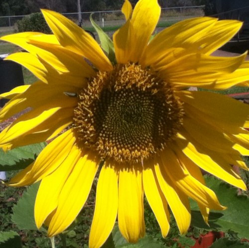 senseipayne's profile picture. Japanese teacher with an interest in incorporating technology in the classroom.