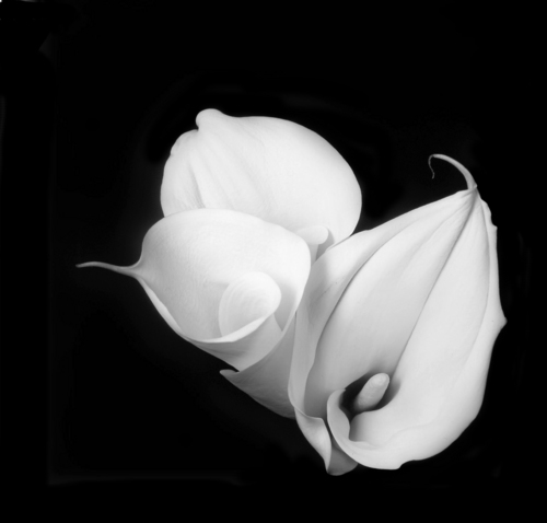 yukymatsu's profile picture. 本業は写真関係・編集者（のはず）で、最近は着物関係にシフトしてます。神奈川東部で開催している、着物が好きな人のための“きもの倶楽部”の部長をしています。