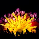 Kelsey Daniel - @kkdzdan - Twitter