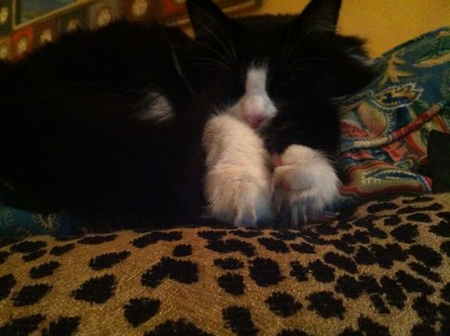 Shellnoir's profile picture. 