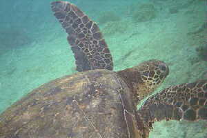 Automatic stock / trading recommendation for Jakarta Stock Exchange. Adaptasi Turtle Trading System