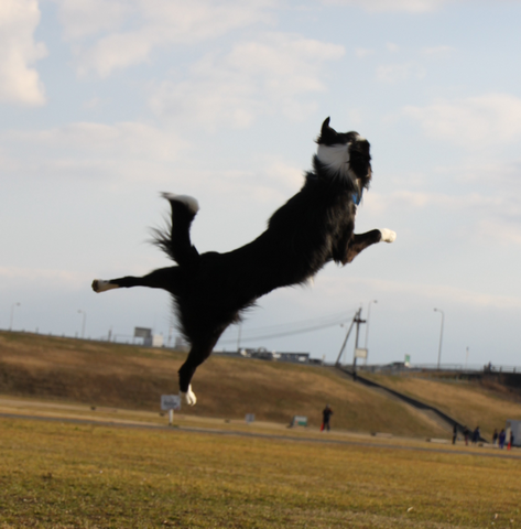 ぶー姉